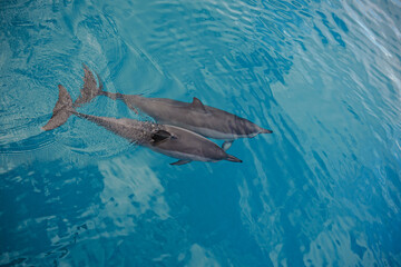 Hawaiian Spinner Dolphins swimming the Beautiful Ocean in Hawaii