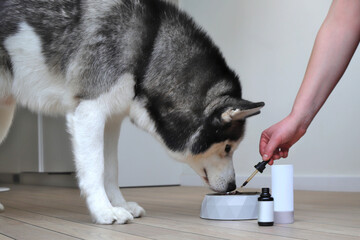 Husky dog eating healthy food with supplements from bow, bottle mockup
