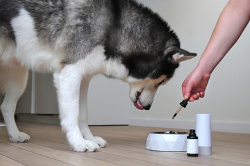 Husky dog eating healthy food with supplements from bow, bottle mockup