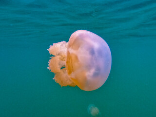 Close-up of golden jellyfish in Palau Jellyfish Lake