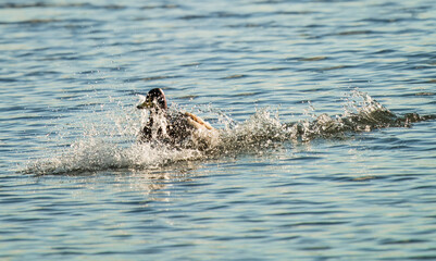 drake mallard landing on lake