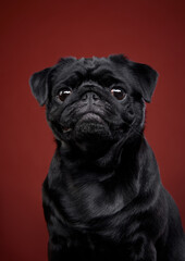 A black Pug wrapped in red, gazes soulfully in a studio setting. Its expression is both curious and endearing