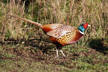 pheasant in the field