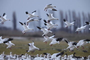 The snow goose (Anser caerulescens) is a species of goose native to North America. This photo was taken in Japan.