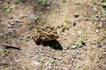 A brown northern leopard frog sitting on a hiking trail in Rondeau Provincial Park.