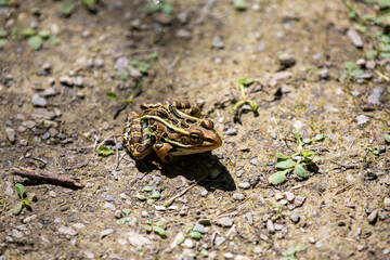 A brown northern leopard frog sitting on a hiking trail in Rondeau Provincial Park.