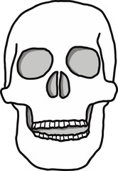 human skull illustration