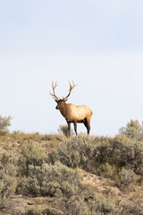 Naklejka na ściany i meble Male elk in Yellowstone National Park looking over his harem during rutting season