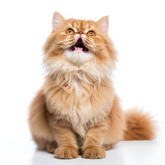 Obraz premium Lovely Cat