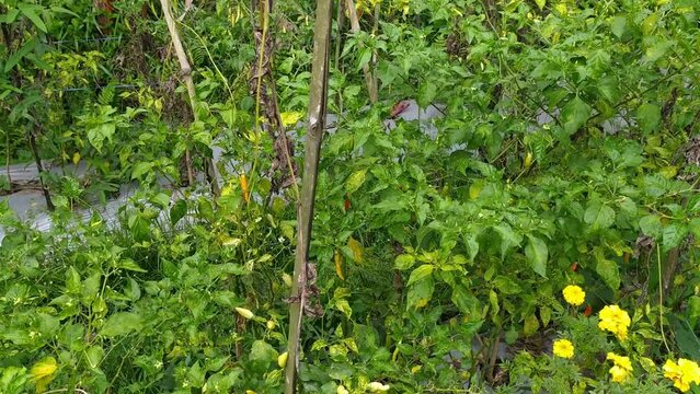 chilli Capsicum frutescens organics in the farm field mountain forest