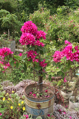 Bougainvillea spectabilis flower plant on farm