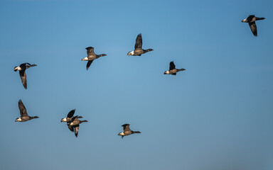 Brent Goose, Branta bernicla, birds in flight over Marshes at winter time