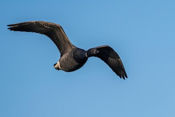 Brent Goose, Branta bernicla, birds in flight over Marshes at winter time