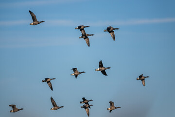 Brent Goose, Branta bernicla, birds in flight over Marshes at winter time