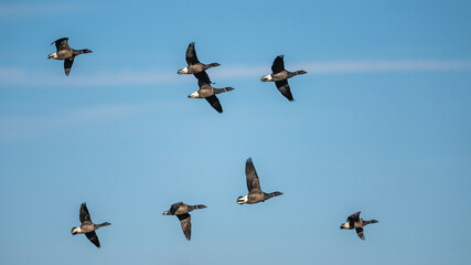 Brent Goose, Branta bernicla, birds in flight over Marshes at winter time