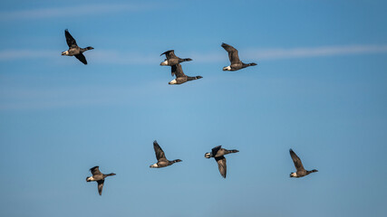 Brent Goose, Branta bernicla, birds in flight over Marshes at winter time