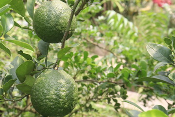Citrus macroptera on tree in farm