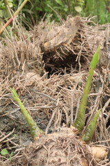bamboo sprouts on farm for plantation