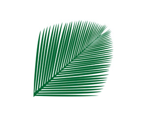 palm leaves vector