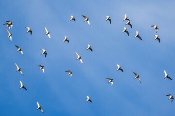 Grey Plover, Pluvialis squatarola in flight over marshes in winter