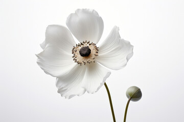 White poppy blooming nature closeup blossom plant petal spring floral flora green flower - obrazy, fototapety, plakaty
