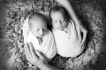 Tiny newborn twin boys in white cocoons on a blue background. Parents, mother and father, hold the children twins with their palms. Studio professional photography of newborn twins. Black and white.  - obrazy, fototapety, plakaty