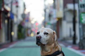 ラブラドールレトリバー labrador retriever 