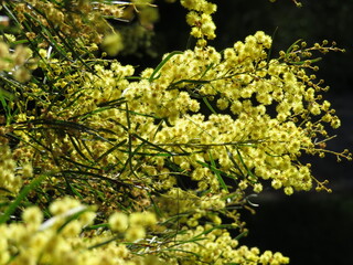 Branch of golden wattle (Acacia pycnantha) in bloom