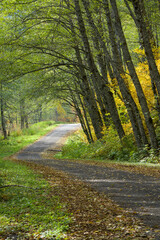 Gravel road in fall passeing through arched trees as leaves line the loose road surface