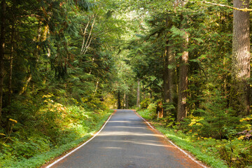 Sunlight passing through green forest on to narrow paved rural road