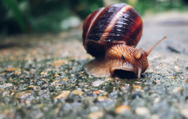 Grape snail close-up in the garden