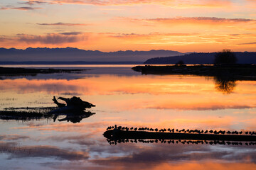 Shorebirds on log watch glowing sunset behind distant Olympic Mountains