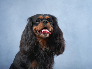 Cavalier King Charles Spaniel dog with a gleeful look, studio photo radiates happiness. The long silky fur and panting tongue show a moment of joy