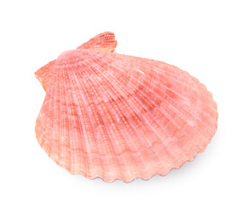 Beautiful pink seashell isolated on white. Beach object