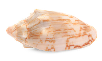 Beautiful seashell isolated on white. Beach object