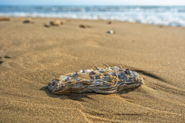 Green oyster shell on the sand on the seashore. Close-up. The sea is in the background. Horizontal.