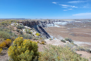 Sagebrush and desert wildflowers on ridge in the Petrified Forest National Park in Arizona United States