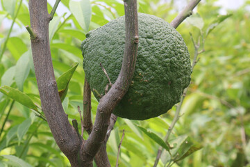 Citrus macroptera on tree in farm