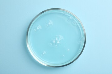 Petri dish with liquid sample on light blue background, top view