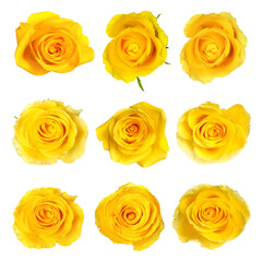 Beautiful yellow rose buds isolated on white