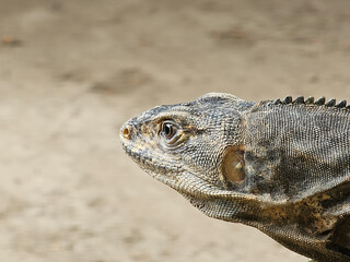 Iguana at mayan ruins guatemala, quiriguá