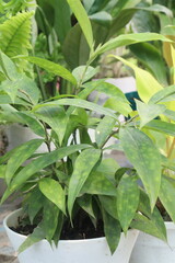 Dracaena Surculosa Maculata leaf plant on farm