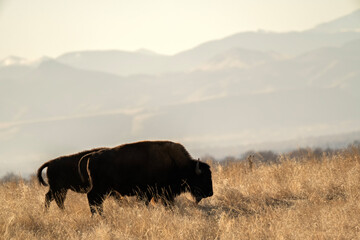 Bison (Bison bison) grazing in meadow; Rocky Mtn Arsenal NWR; Denver, Colorado