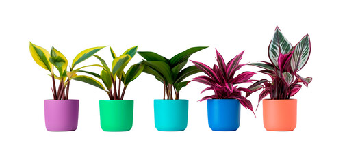 Colorful pots with beautiful interior plants on isolated transparent background