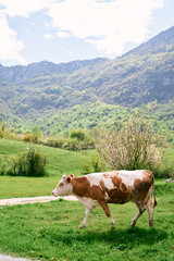 Fototapeta na wymiar Cow walks on green grass near a country road in a mountain valley