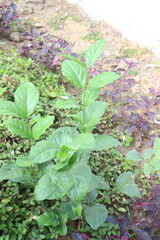 Arabian jasmine on farm for sell