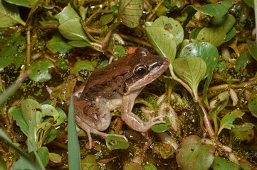 White-lipped frog on the ground