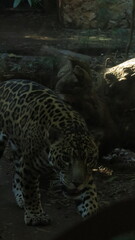 Jaguar en caza