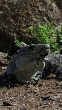 Iguana postrada sobre piedras