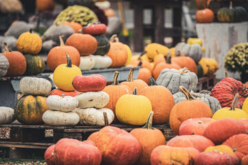 pumpkins on the market